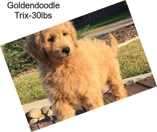 Goldendoodle Trix-30lbs