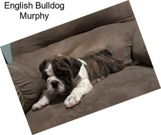 English Bulldog Murphy