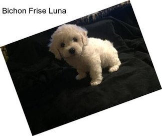 Bichon Frise Luna