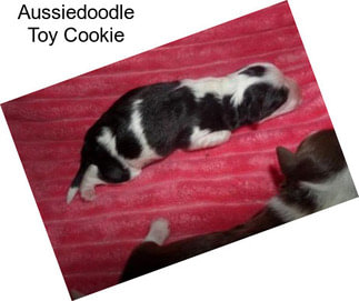 Aussiedoodle Toy Cookie