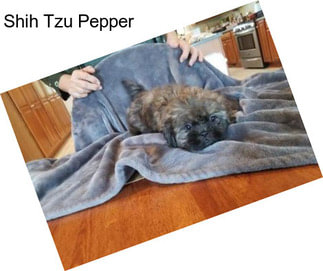 Shih Tzu Pepper