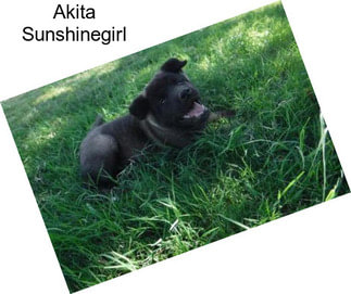 Akita Sunshinegirl