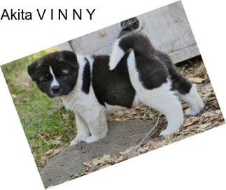 Akita V I N N Y