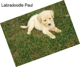 Labradoodle Paul