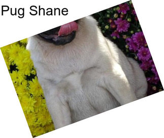 Pug Shane