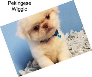 Pekingese Wiggle