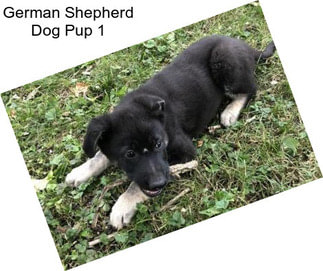 German Shepherd Dog Pup 1