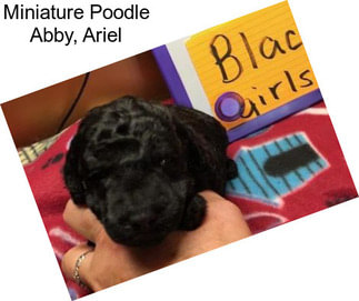 Miniature Poodle Abby, Ariel