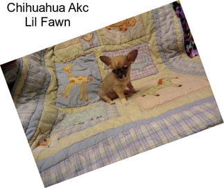 Chihuahua Akc Lil Fawn