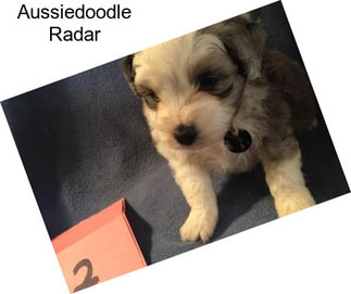 Aussiedoodle Radar