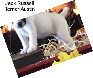 Jack Russell Terrier Austin