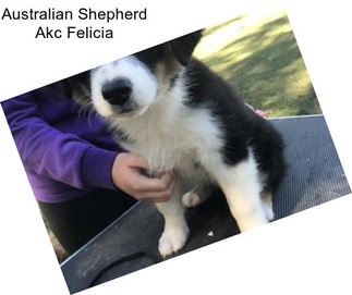 Australian Shepherd Akc Felicia