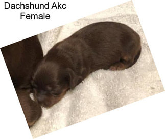 Dachshund Akc Female