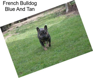 French Bulldog Blue And Tan