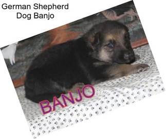 German Shepherd Dog Banjo
