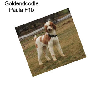 Goldendoodle Paula F1b