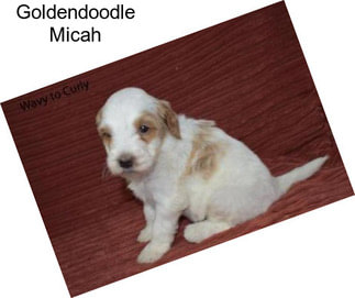 Goldendoodle Micah