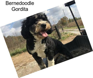 Bernedoodle Gordita