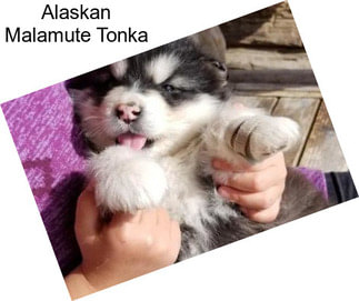 Alaskan Malamute Tonka
