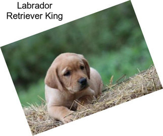 Labrador Retriever King