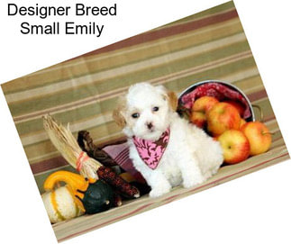 Designer Breed Small Emily
