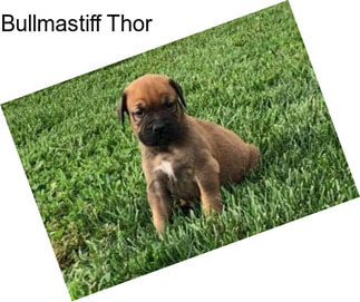 Bullmastiff Thor