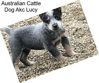 Australian Cattle Dog Akc Lucy
