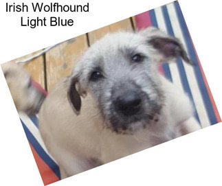 Irish Wolfhound Light Blue
