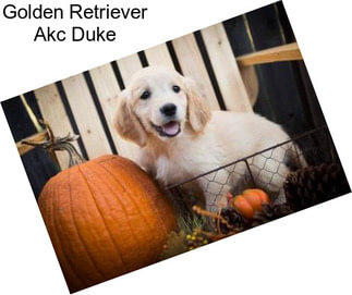 Golden Retriever Akc Duke