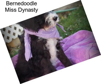 Bernedoodle Miss Dynasty