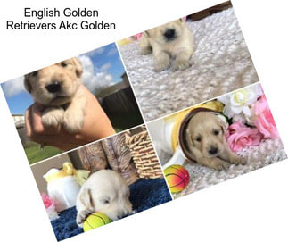 English Golden Retrievers Akc Golden
