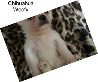 Chihuahua Woofy