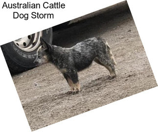 Australian Cattle Dog Storm