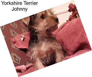 Yorkshire Terrier Johnny