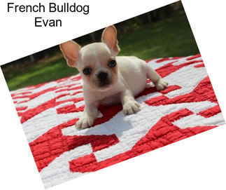 French Bulldog Evan