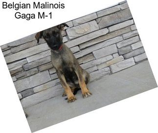 Belgian Malinois Gaga M-1