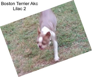 Boston Terrier Akc Lilac 2