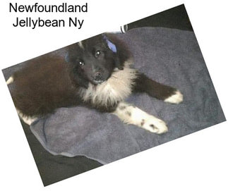 Newfoundland Jellybean Ny