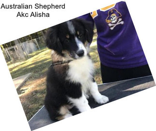 Australian Shepherd Akc Alisha