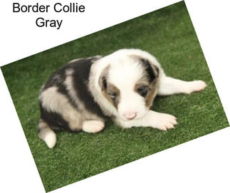 Border Collie Gray