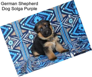 German Shepherd Dog Solga Purple