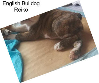 English Bulldog Reiko