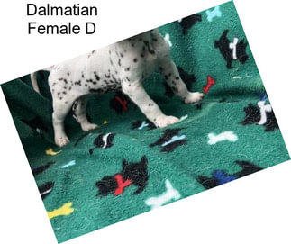 Dalmatian Female D