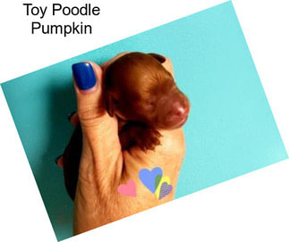 Toy Poodle Pumpkin