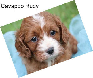 Cavapoo Rudy