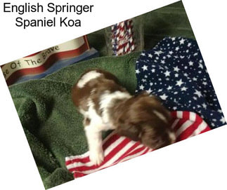 English Springer Spaniel Koa