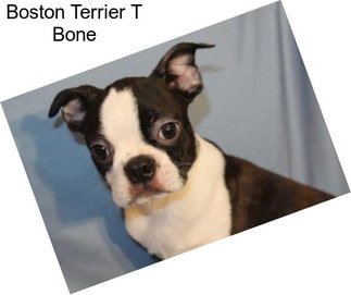 Boston Terrier T Bone