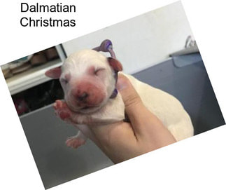 Dalmatian Christmas