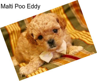 Malti Poo Eddy