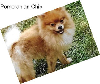 Pomeranian Chip